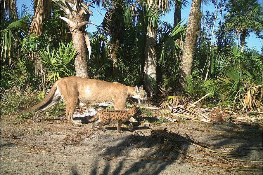 Florida’s panther population is growing. So is its human population
